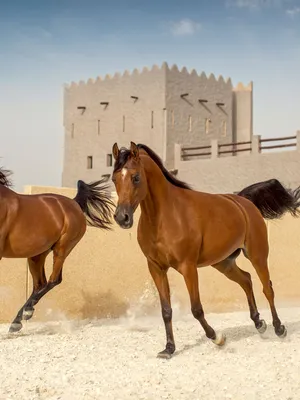 Book your All Inclusive Holidays to Ajman 2025/26 from £1,190pp with Ai Holidays your Middle Easte